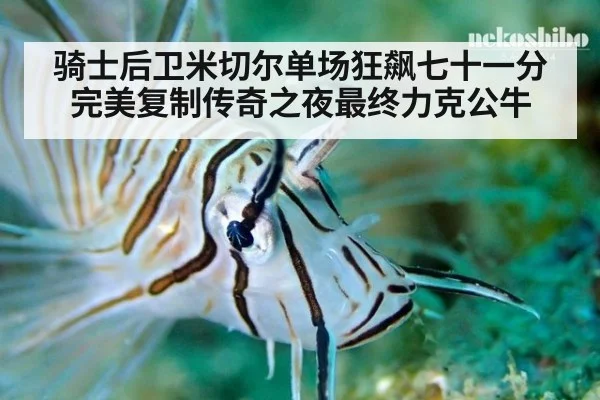 骑士后卫米切尔单场狂飙七十一分完美复制传奇之夜最终力克公牛